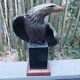 Vigilance Large American Bald Eagle Bronze Sculpture Signed Robert Taylor 30 Lb